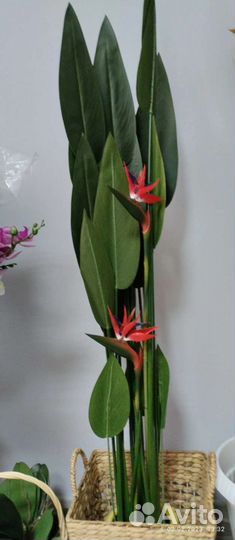 Стрелиция николая