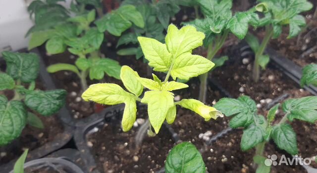 Семена коллекционных томатов. Рассада