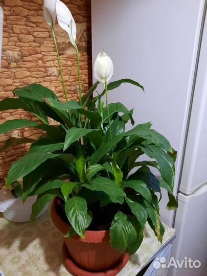 Спатифиллум