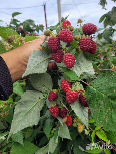 Малина рем.сорта