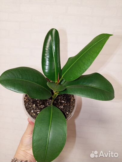 Фикус каучуконосный в 1 л