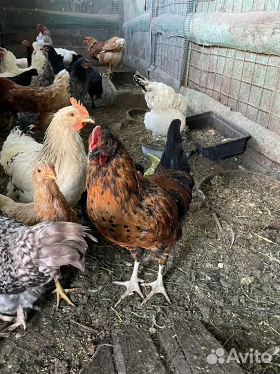 Петухи молодые
