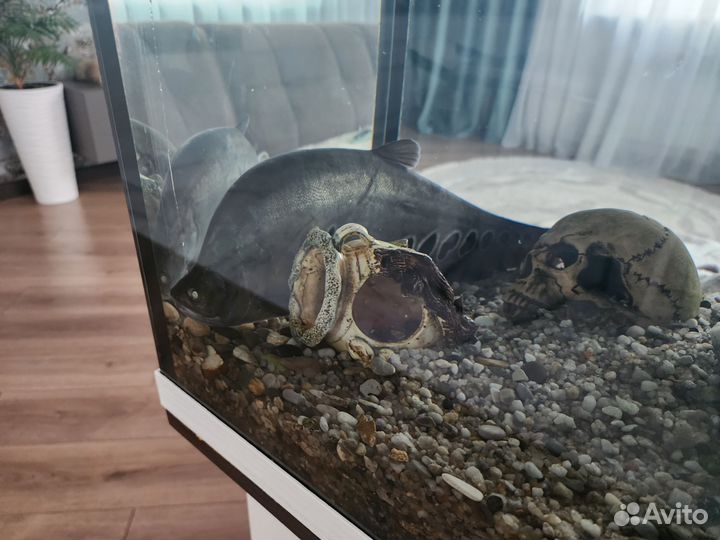 Индийский нож