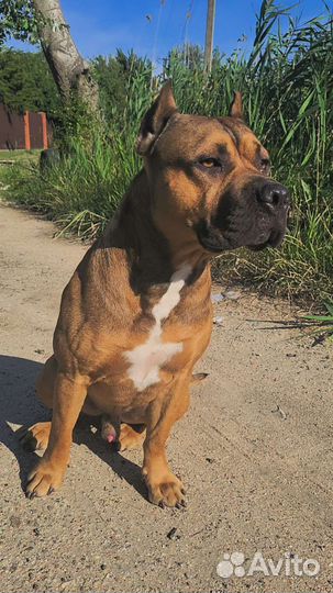 Стаффордширский терьер (вязка)