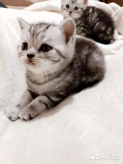 Британские котята