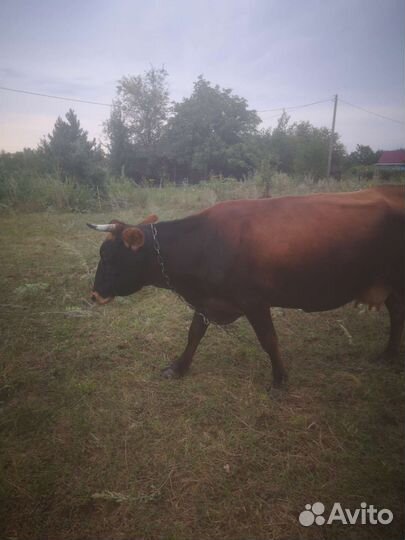 Тёлка симентальской породы 2.2года