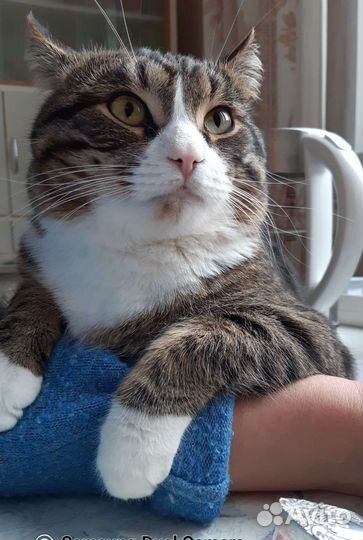 Котик 3 года