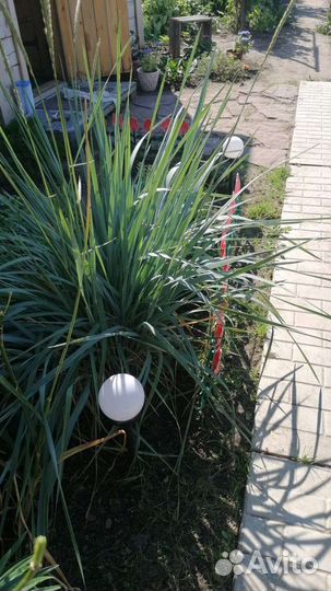 Элимус голубой