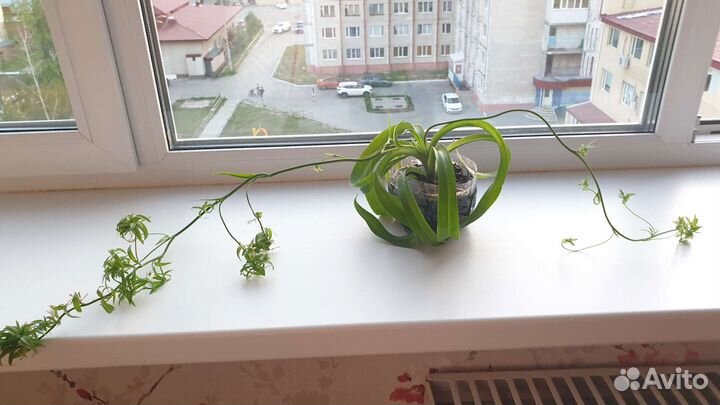 Хлорофитум