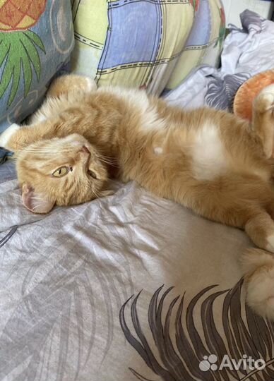 Отдам в добрые руки