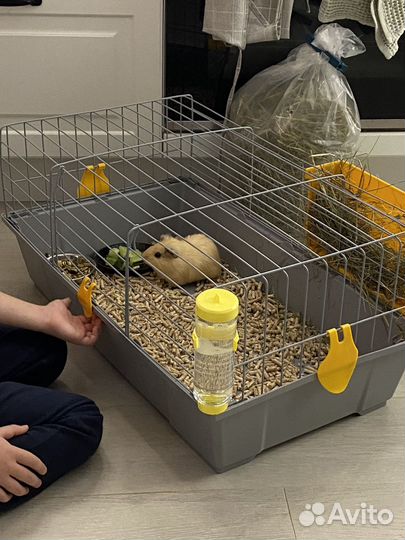 Морские свинки