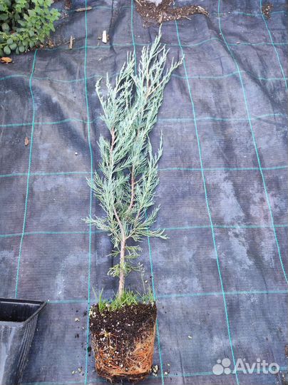 Можжевельник скальный скайрокет