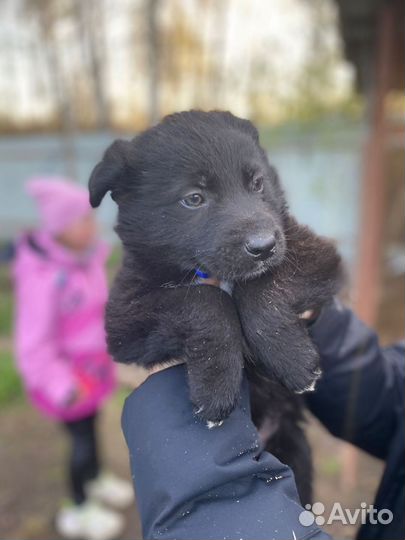 Щенки в добрые руки