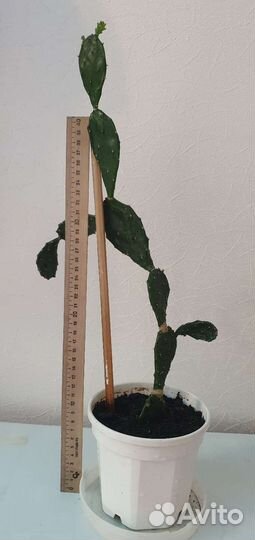 Толстянка (денежное дерево), кактусы