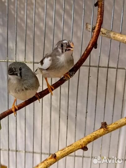 Амадины зебровые