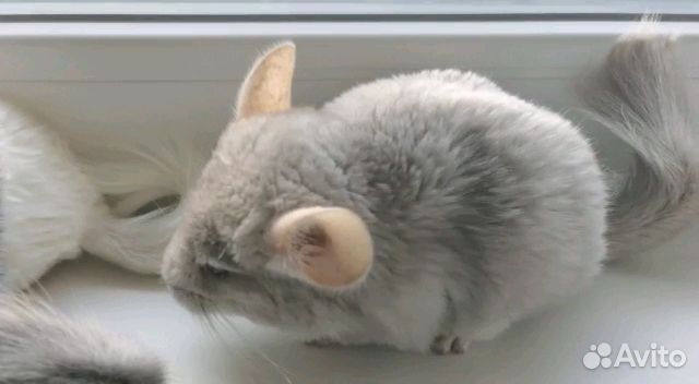 Домашний питомник шиншилл