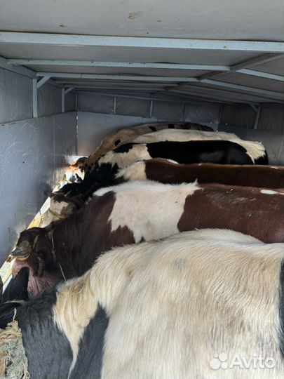 Убойный цех, перевозка и закупка крс