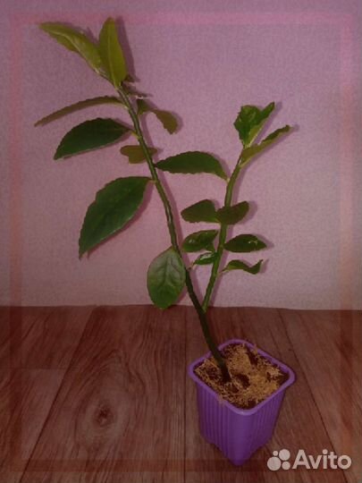 Растения на заказ, цветы, семена