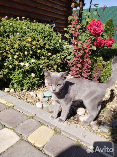 Котик в добрые руки