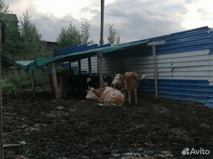 Ферма для крс