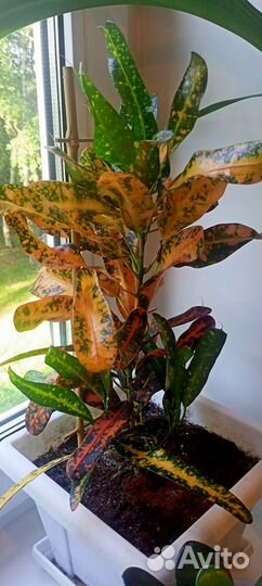 Кротон батик