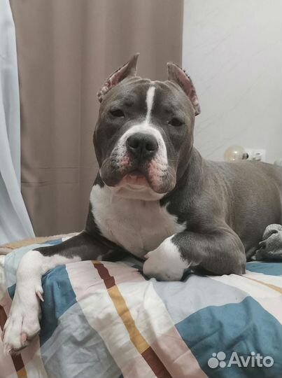 Питбультерьер вязка