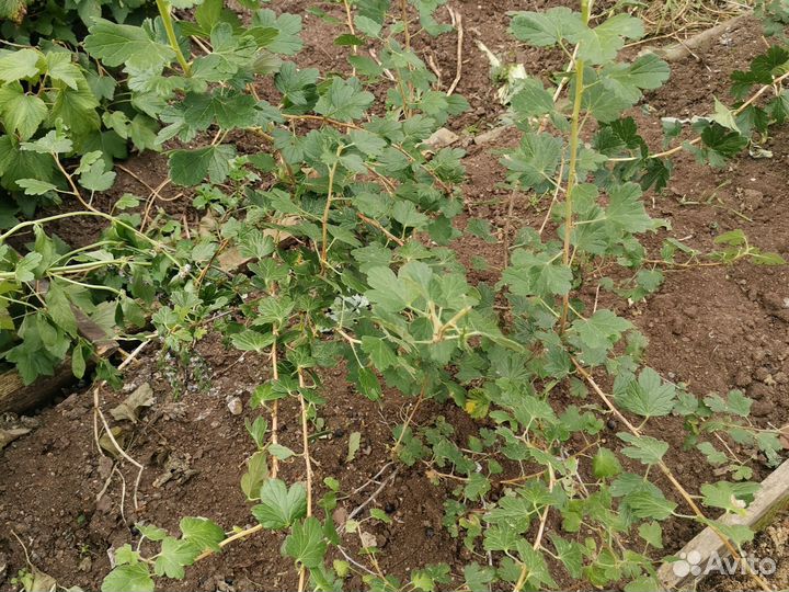 Крыжовник командор