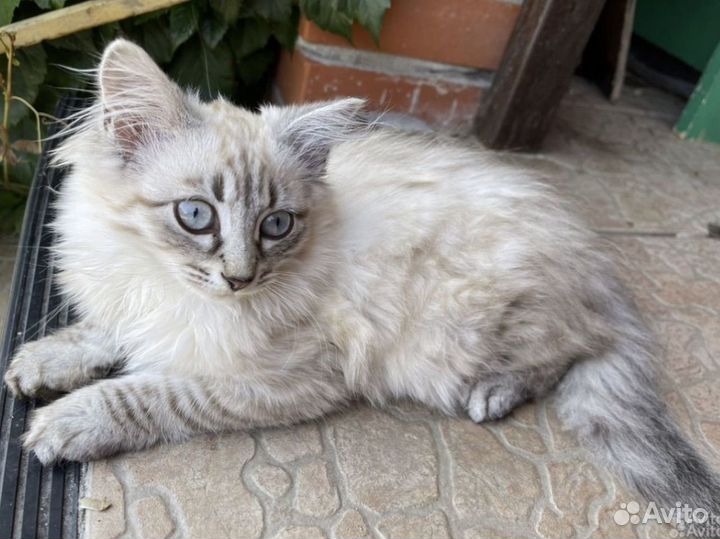 Кошечка 4 месяца