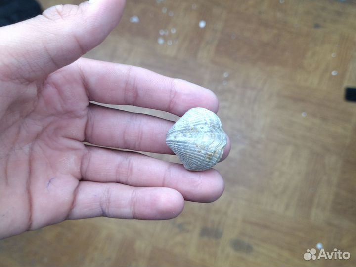 Брахиопода