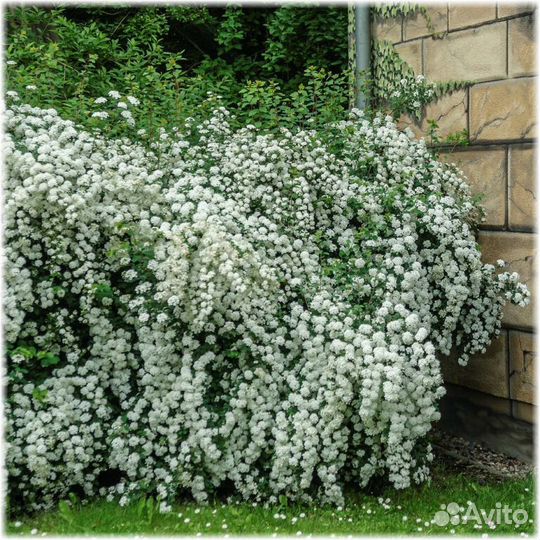 Саженцы декоративных кустарников