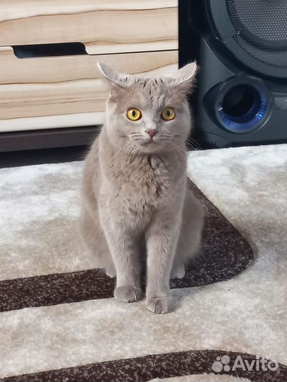 Британская