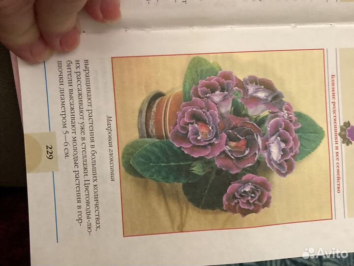 Книга о разведении сенполий