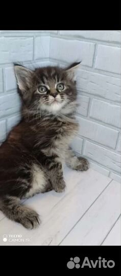 Котята мейн-кун