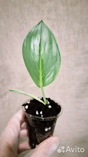 Сциндапсус мунлайт