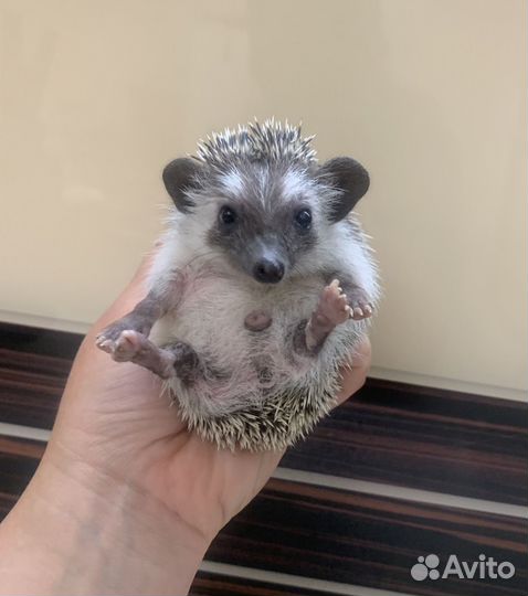 Ёжики, ежи ручные, карликовые (разные окрасы)