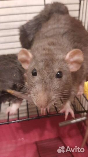 Крысята декоративные