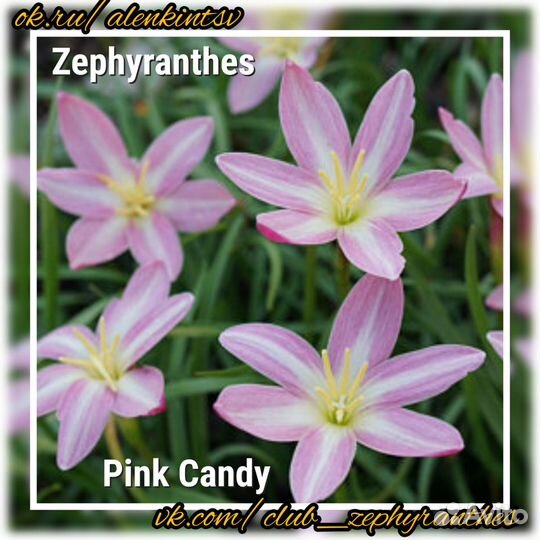 Зефирантес