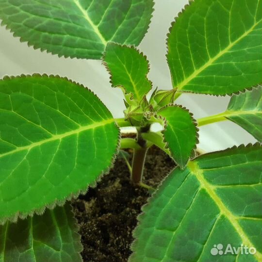 Махровая Глоксиния сортовая Шарм листы и детки