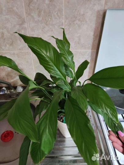 Спатифиллум