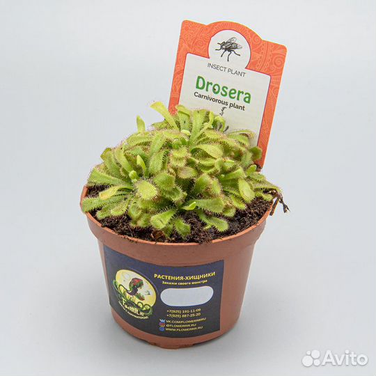Росянка Алисия (горшок 9см)