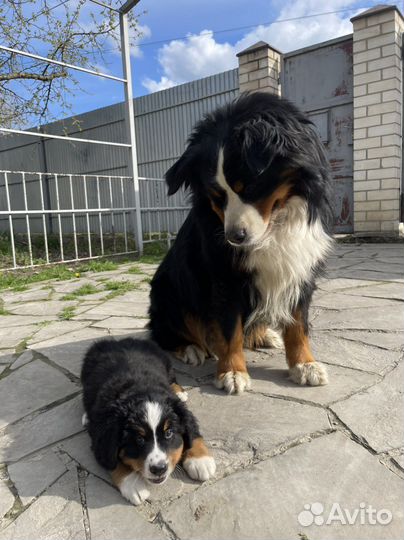 Бернский зенненхунд Вязка