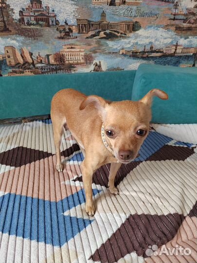 Той-терьер щенки