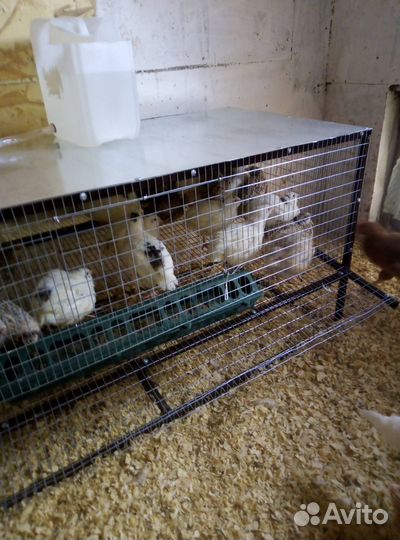 Клетка для птиц