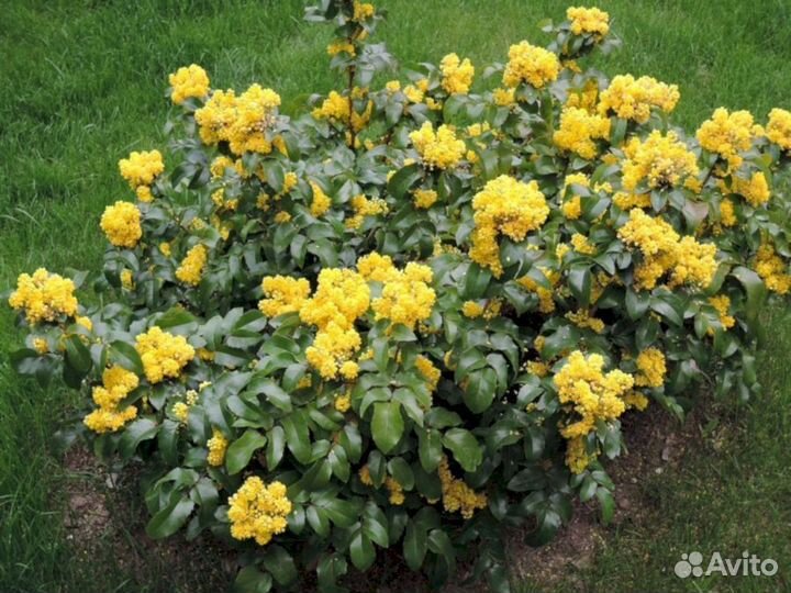 Магония подуболистная