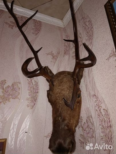 Чучело головы оленя