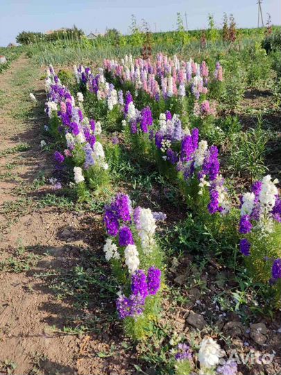 Дельфиниум (Гиацинт)семена