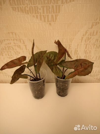 Сингониум 2