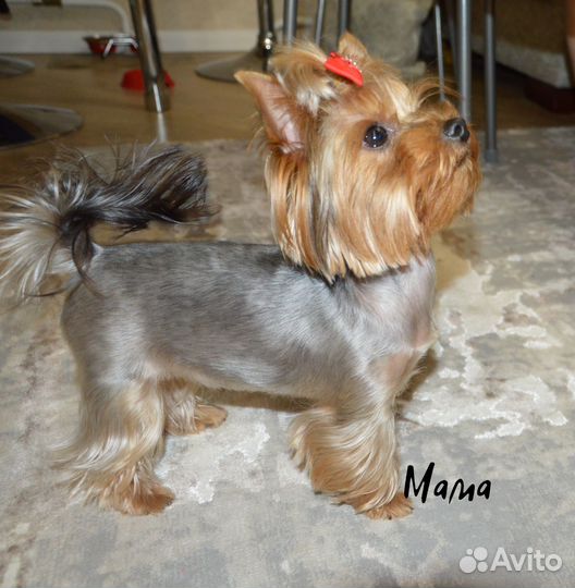 Йоркширский терьер