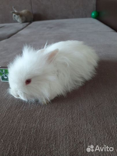 Декоративные крольчата