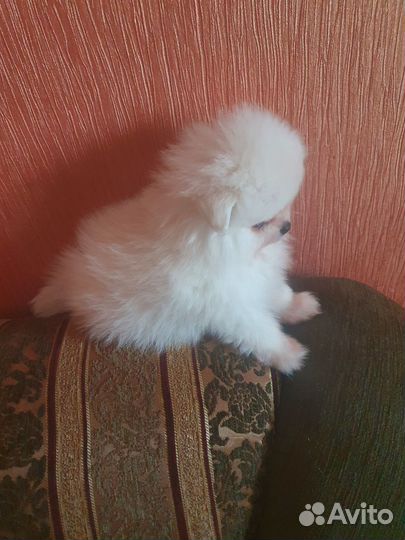 Собаки щенки шпиц